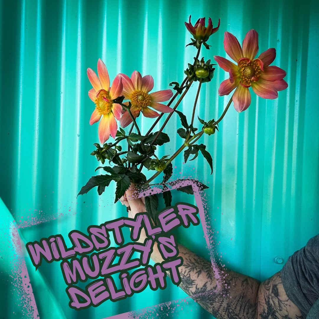 Wildstyler Muzzy's Delight Dahlia Tuber