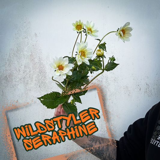 Wildstyler Seraphine Dahlia Tuber
