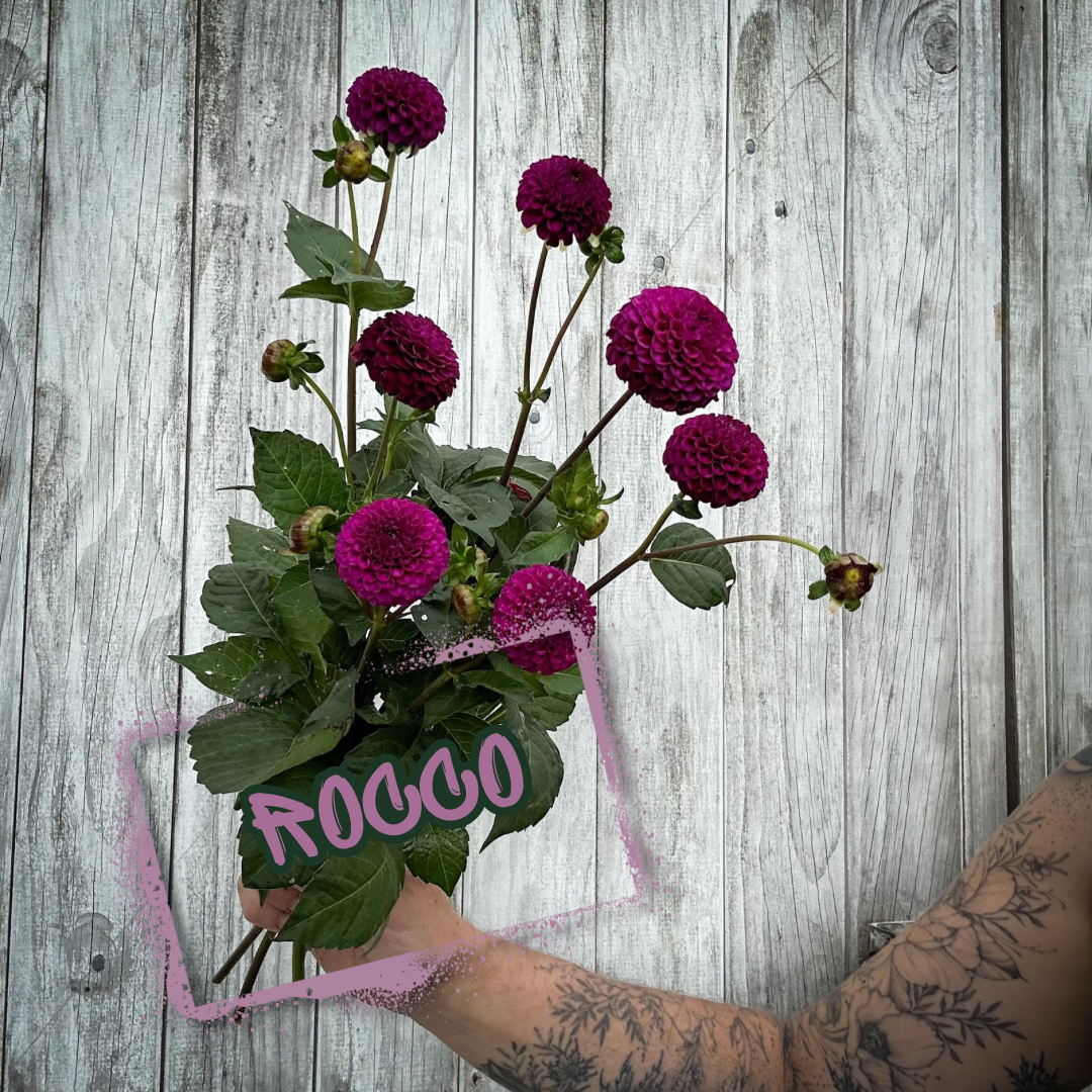 Rocco Dahlia Tuber Clump