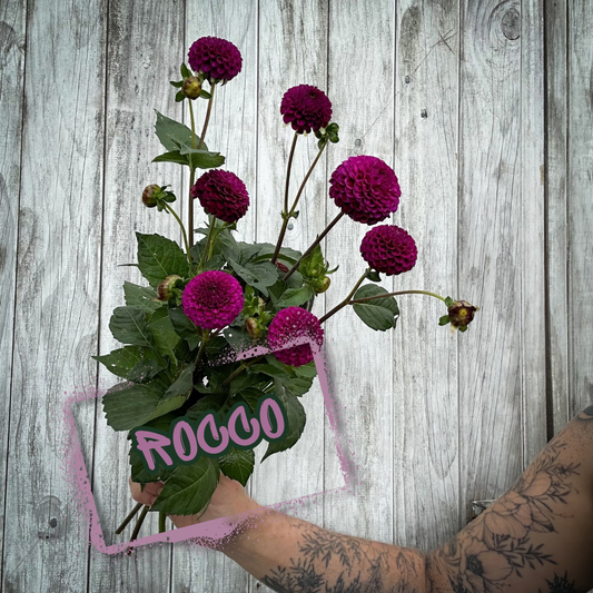 Rocco Dahlia Tuber Clump
