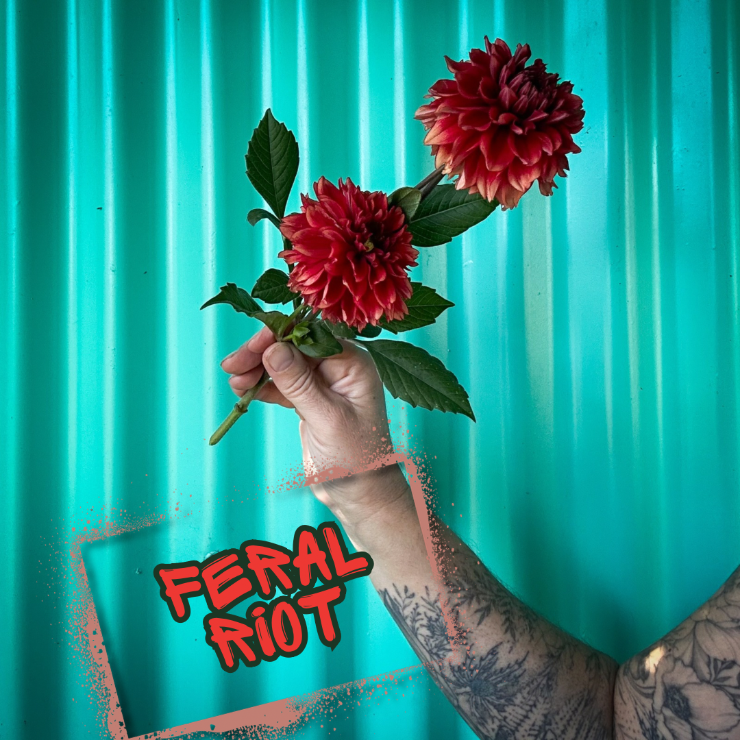 Feral Riot Dahlia Tuber