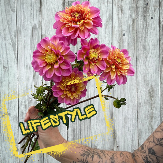 Lifestyle Dahlia Tuber Clump