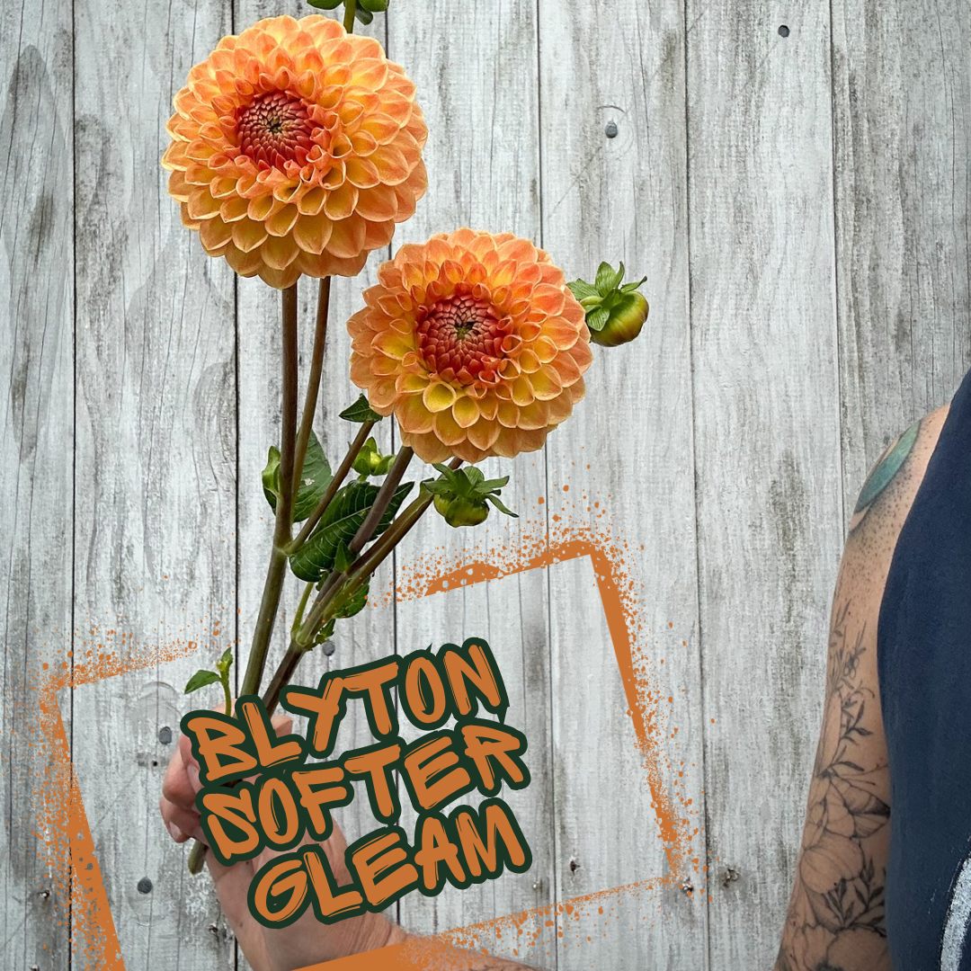 Blyton Softer Gleam Dahlia Tuber Clump