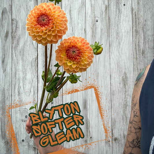 Blyton Softer Gleam Dahlia Tuber Clump
