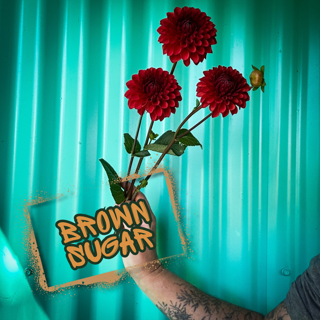 Brown Sugar Dahlia Tuber Clump