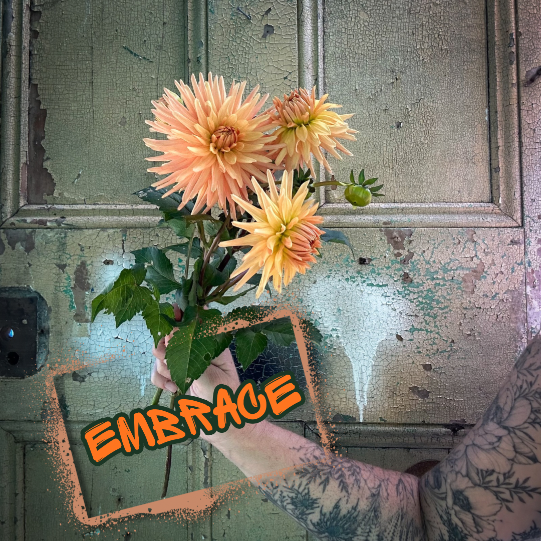 Embrace Dahlia Tuber Clump
