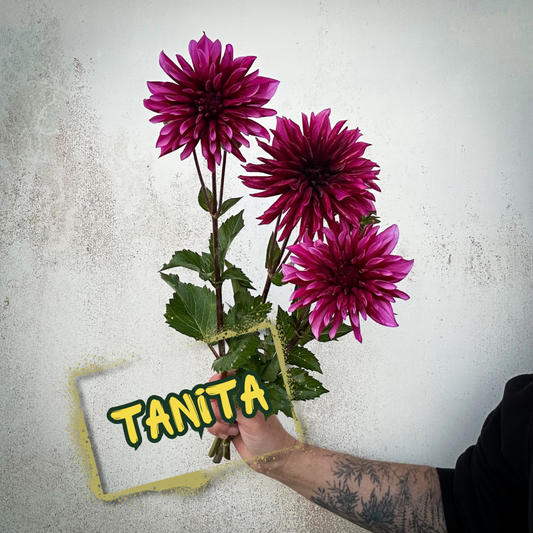 Tanita Dahlia Tuber