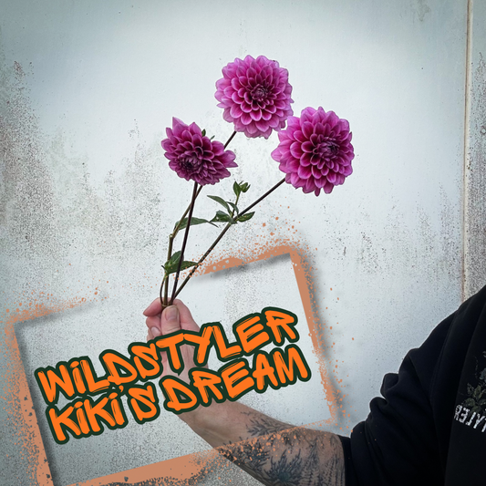 Wildstyler Kiki’s Dream Dahlia Tuber