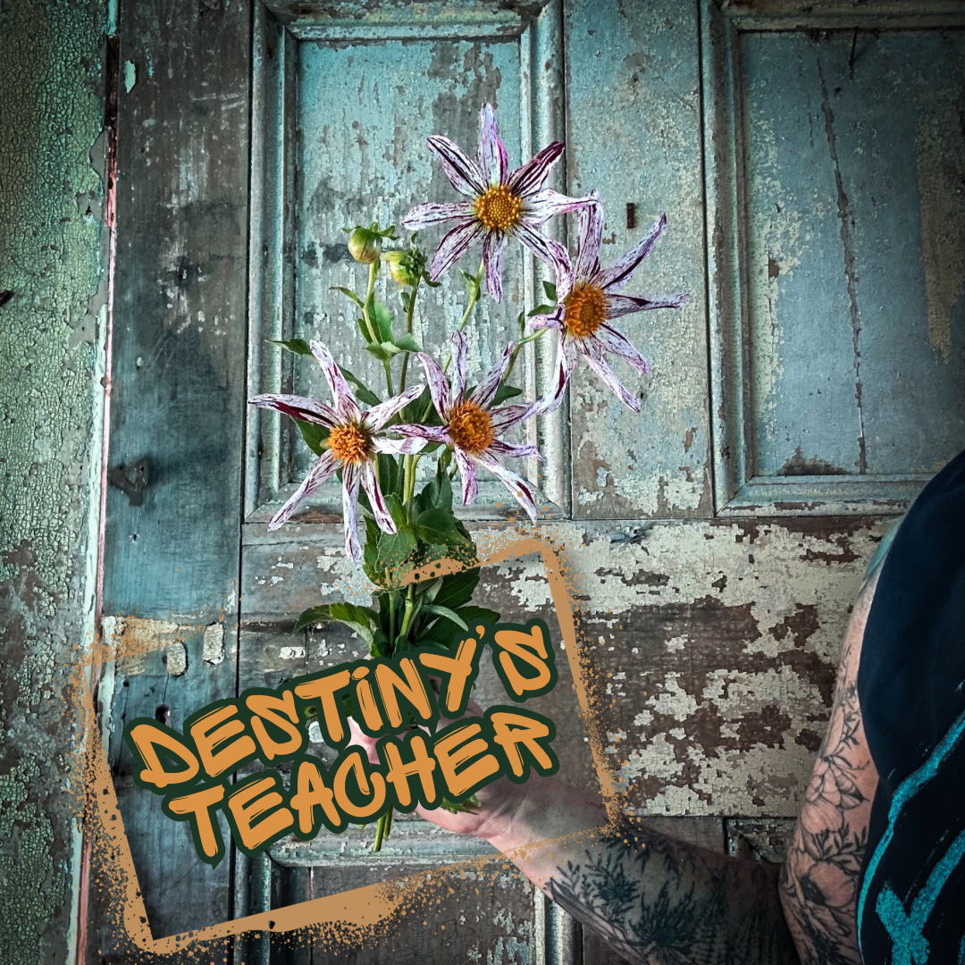 Destiny's Teacher Dahlia Tuber Clump