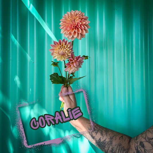 Coralie Dahlia Tuber Clump