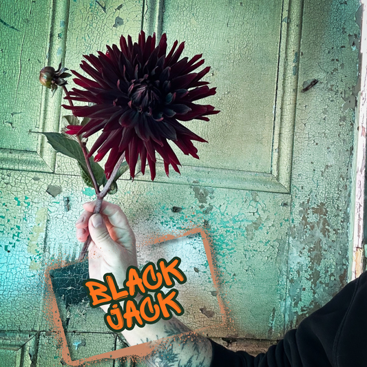 Black Jack Dahlia Tuber Clump