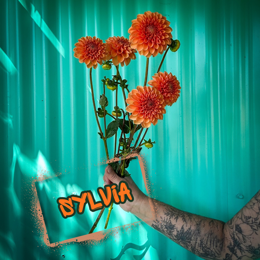 Sylvia Dahlia Tuber Clump