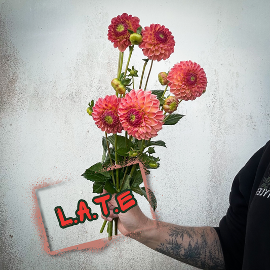 L.A.T.E Dahlia Tuber Clump