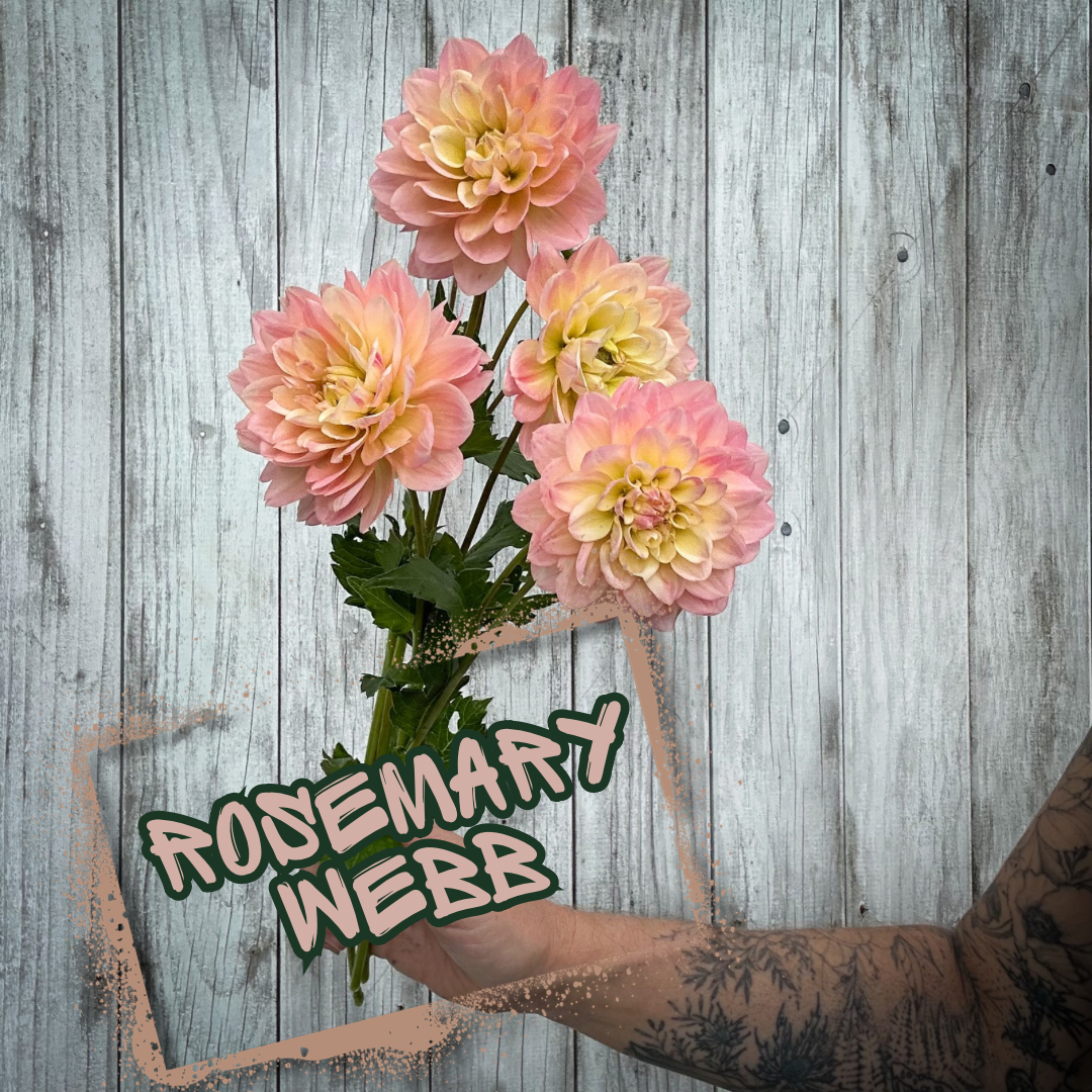Rosemary Webb Dahlia Tuber