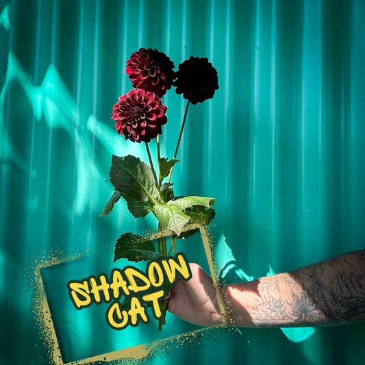 Shadow Cat Dahlia Tuber