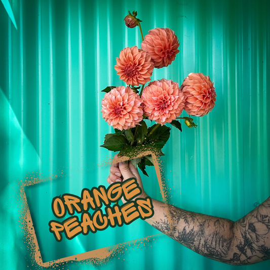 Orange Peaches n' Cream Dahlia Tuber Single