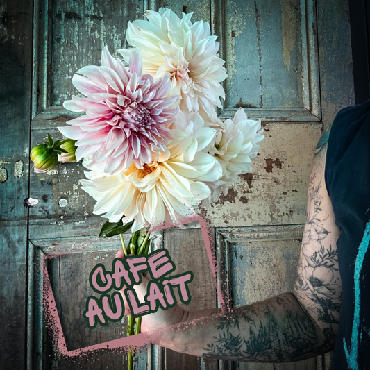 Cafe au Lait Dahlia Tuber Clump