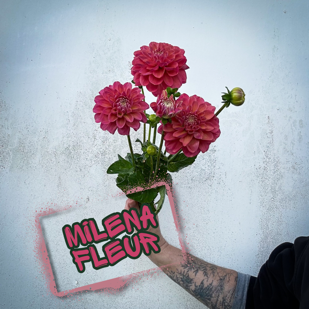 Milena Fleur Dahlia Tuber Clump