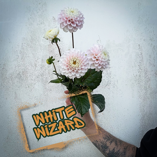 White Wizard Dahlia Tuber Clump