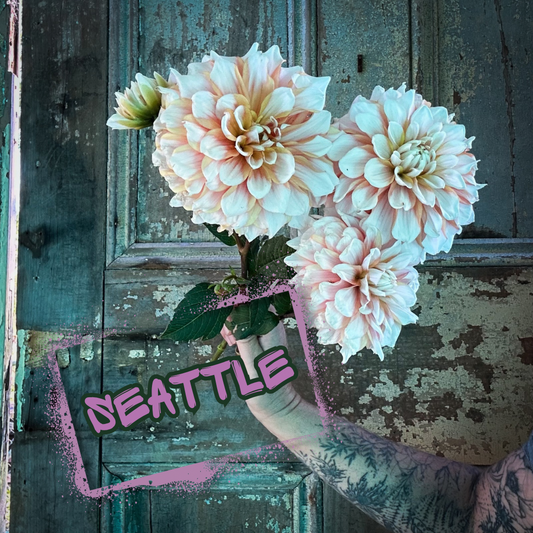 Seattle Dahlia Tuber