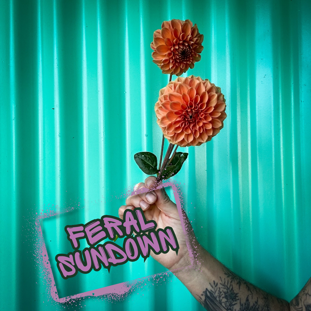 Feral Sundown Dahlia Tuber