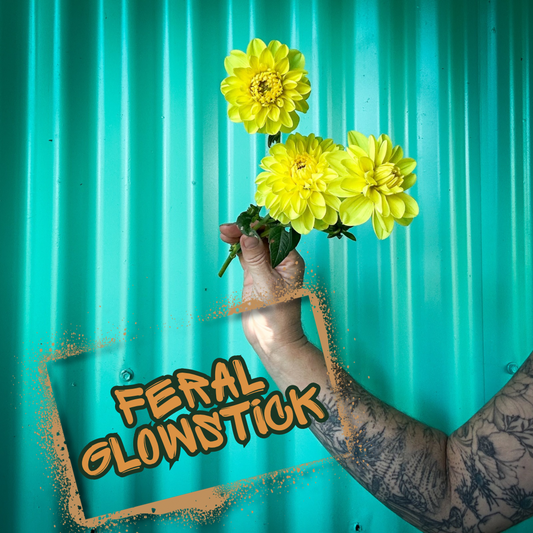 Feral Glowstick Dahlia Tuber