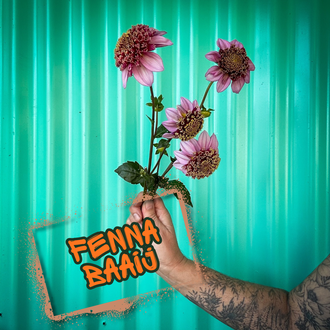 Fenna Baaij Dahlia Tuber Clump