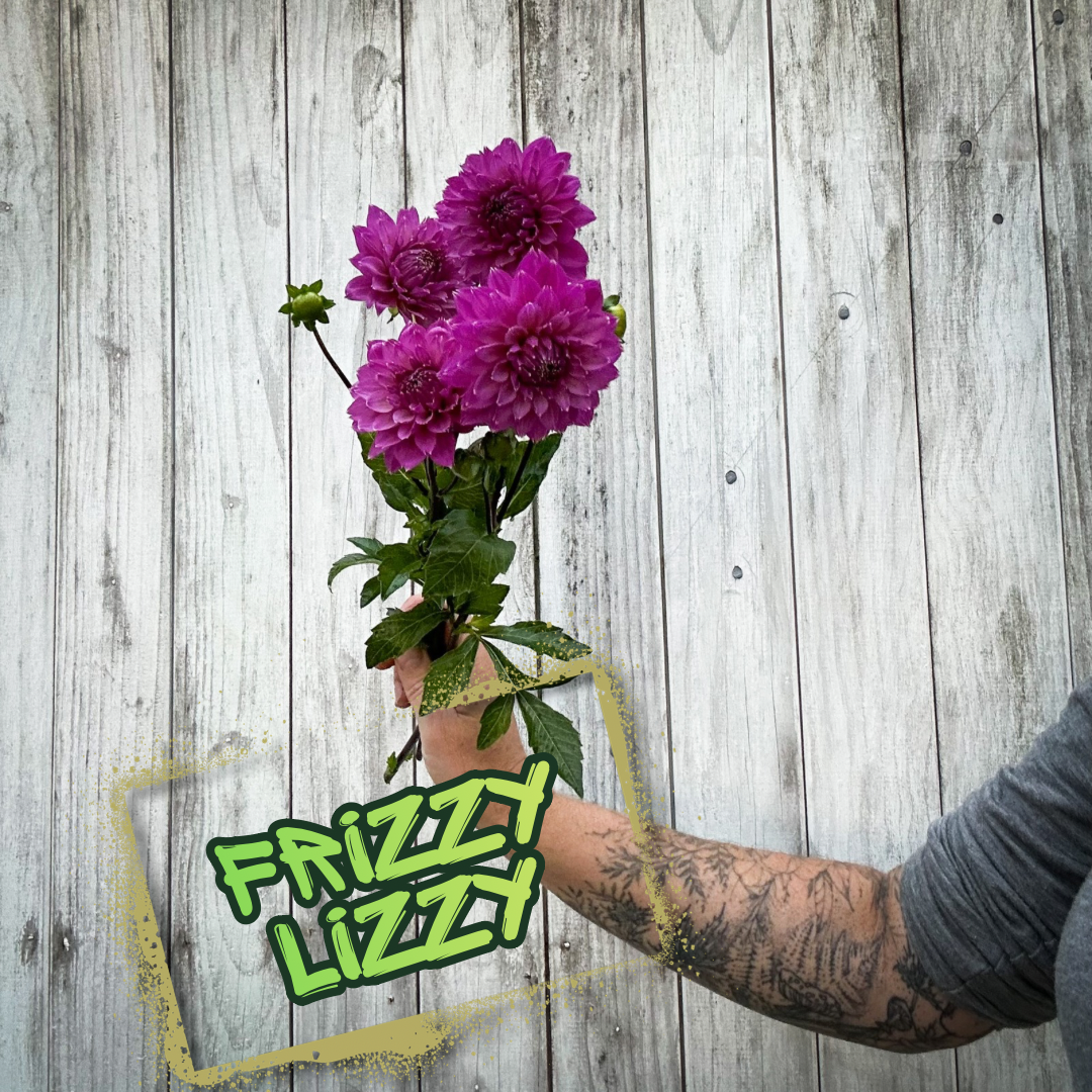 Frizzy Lizzy Dahlia Tuber Clump