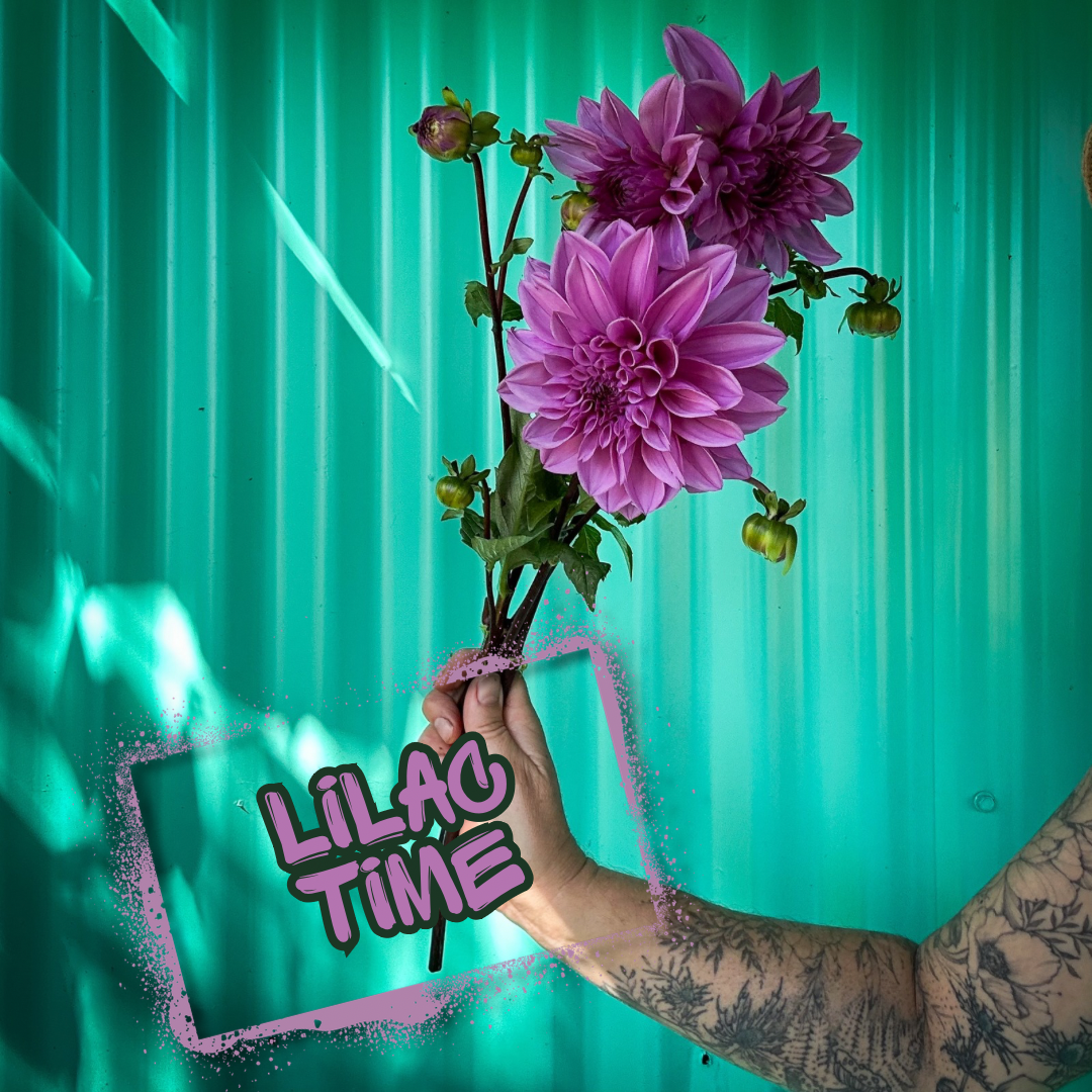 Lilac Time Dahlia Tuber Single