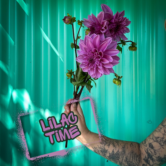 Lilac Time Dahlia Tuber Single