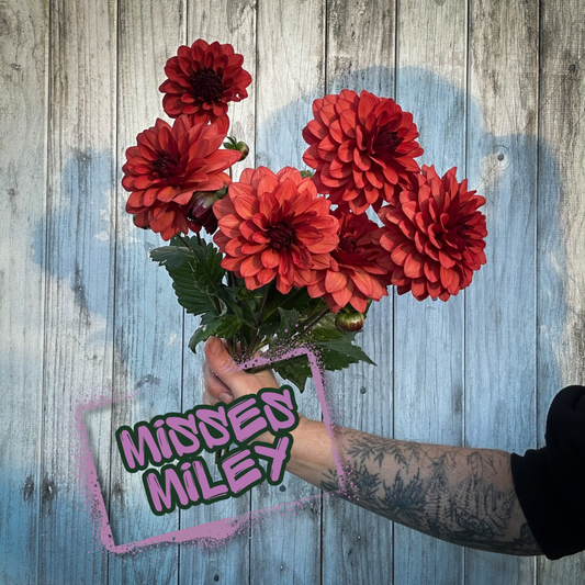 Misses Miley Dahlia Tuber Clump