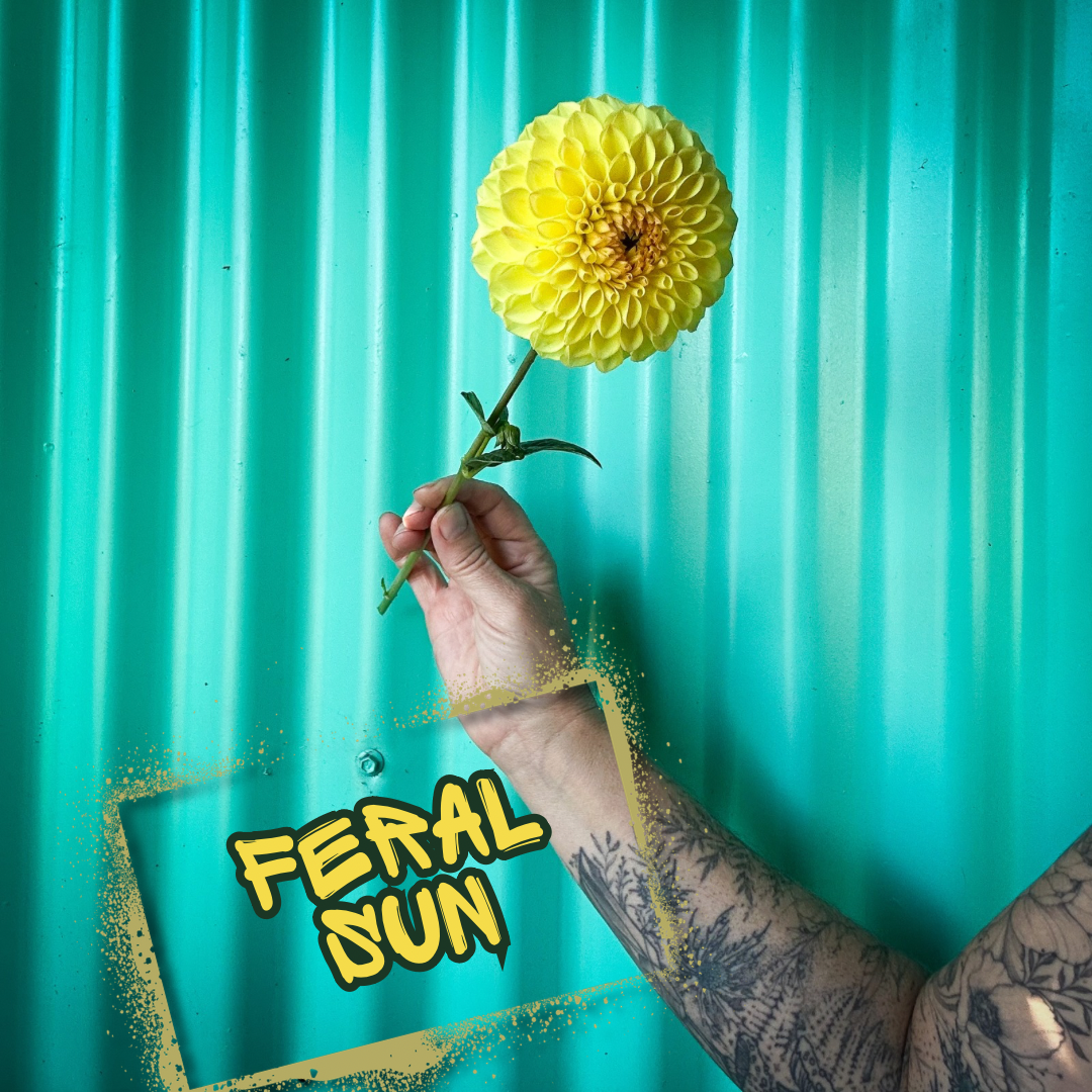 Feral Sun Dahlia Tuber