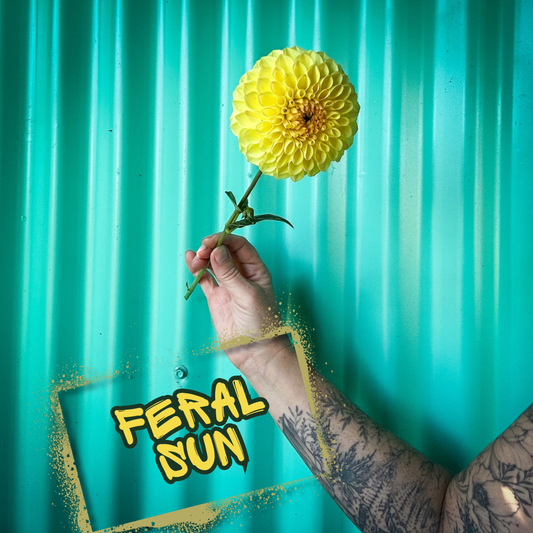 Feral Sun Dahlia Tuber