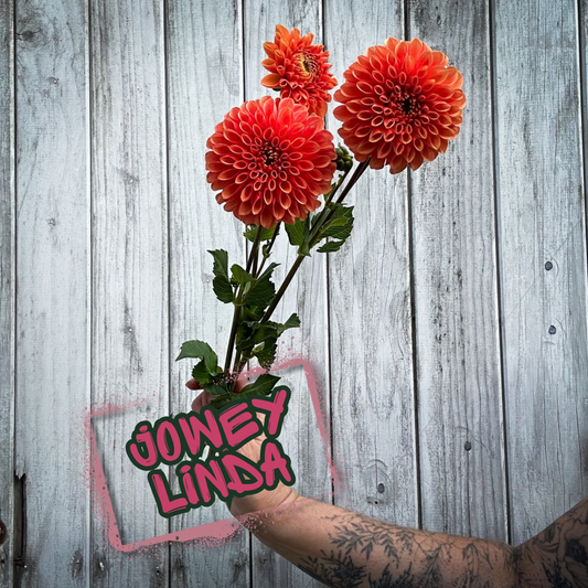 Jowey Linda Dahlia Tuber Clump
