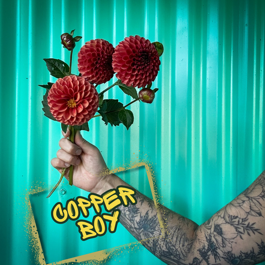 Copper Boy Dahlia Tuber Clump