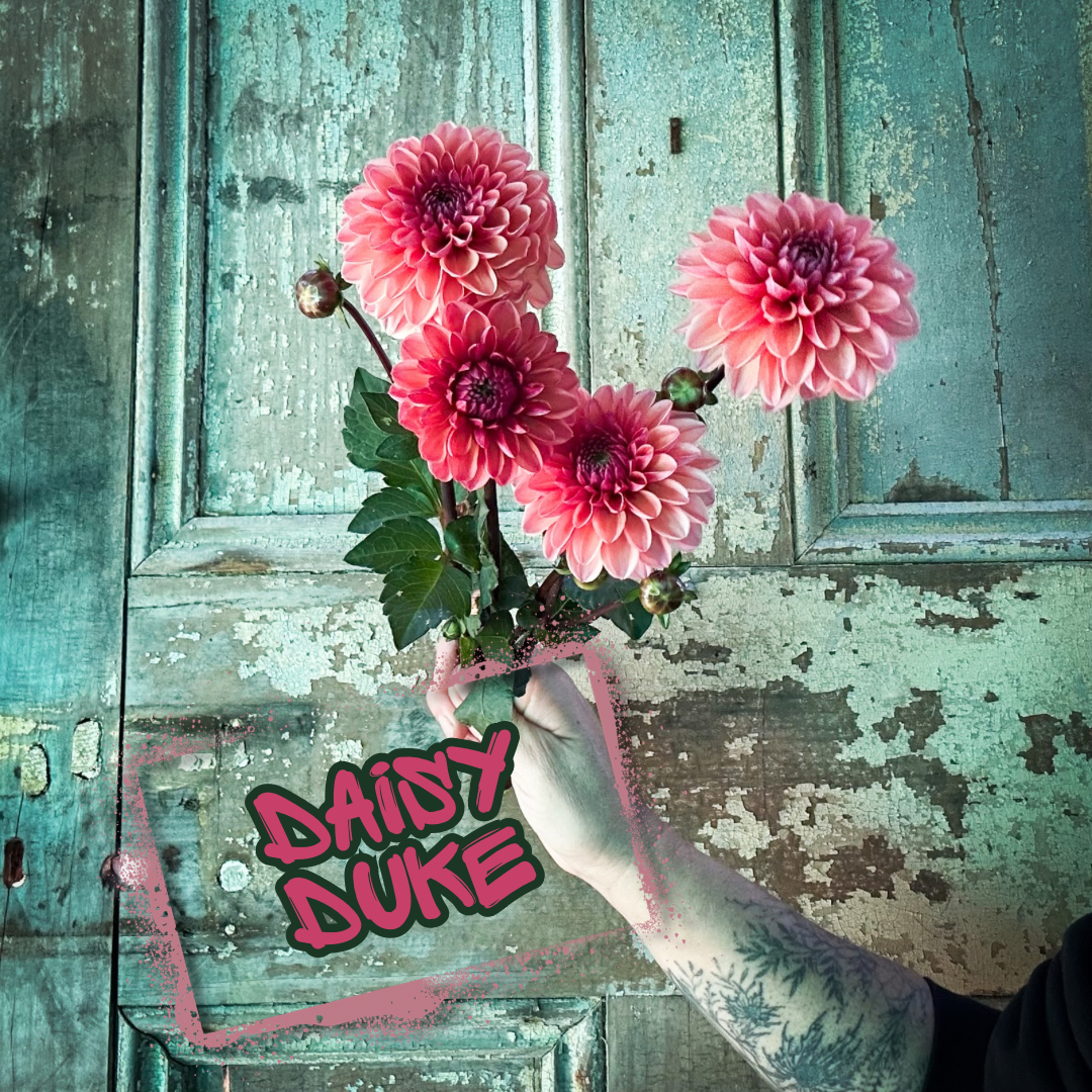 Daisy Duke Dahlia Tuber Clump
