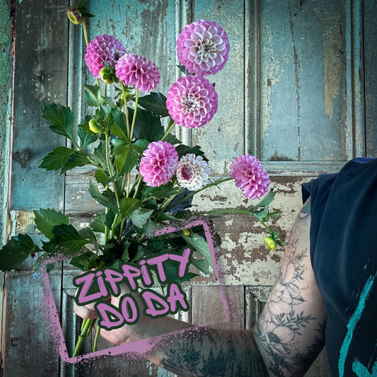 Zippity Do Da Dahlia Tuber Clump