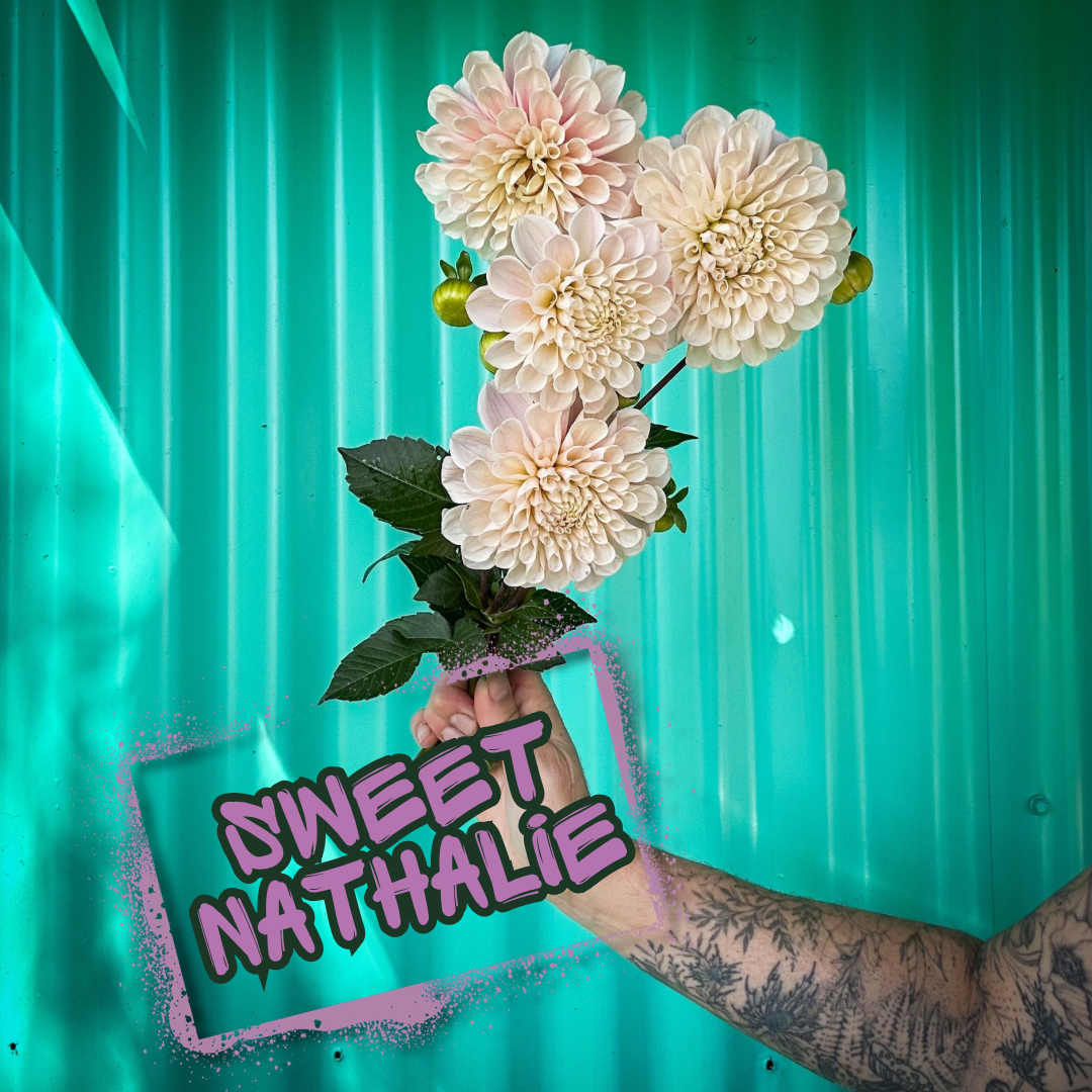 Sweet Nathalie Dahlia Tuber Clump
