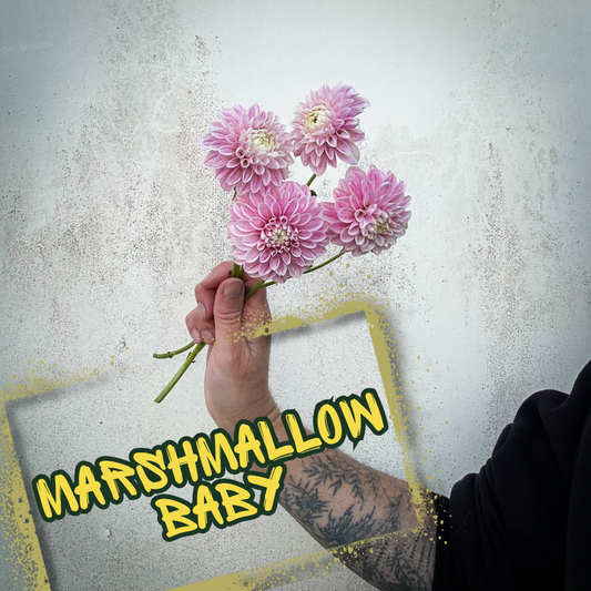Marshmallow Baby Dahlia Tuber