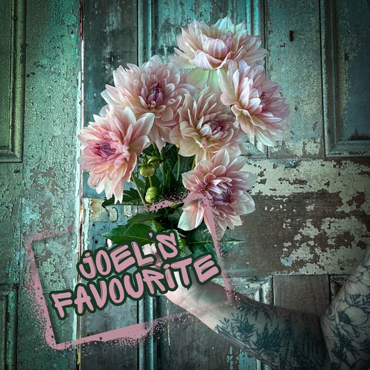 Joel’s Favourite Dahlia Tuber