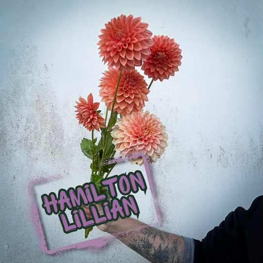 Hamilton Lillian Dahlia Tuber