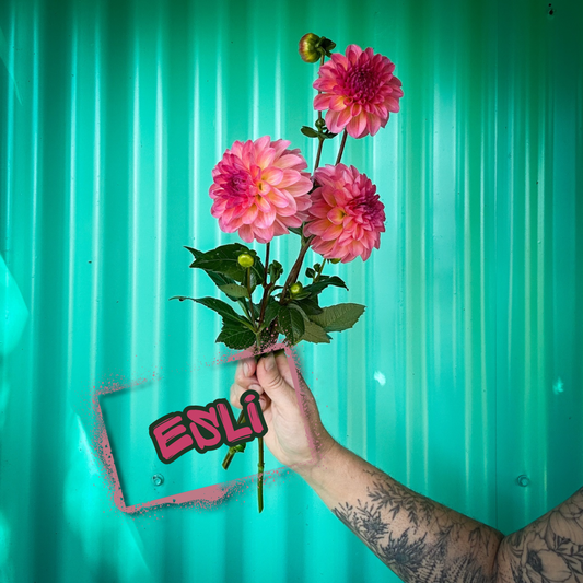 Esli Dahlia Tuber