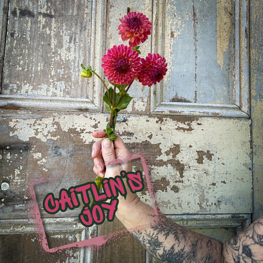 Caitlin's Joy Dahlia Tuber Clump