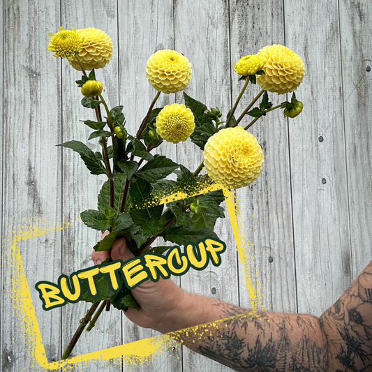 Buttercup Dahlia Tuber Clump