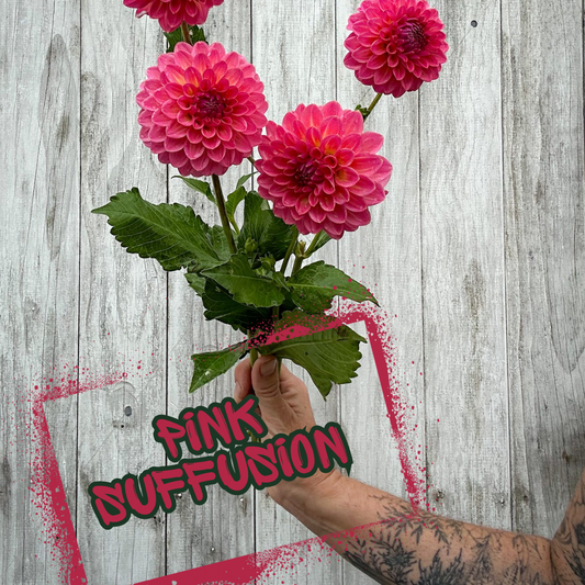 Pink Suffusion Dahlia Tuber Single