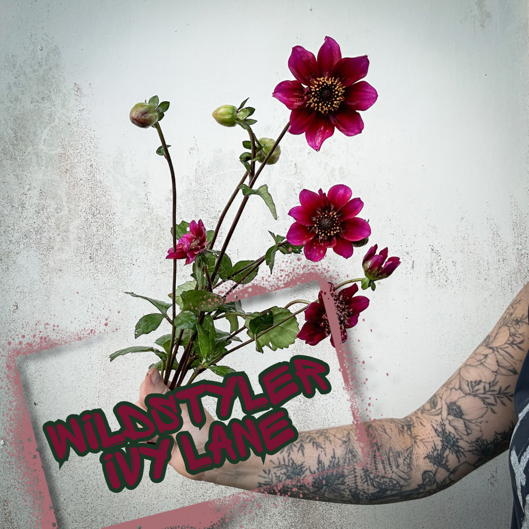 Wildstyler Ivy Lane Dahlia Tuber Clump