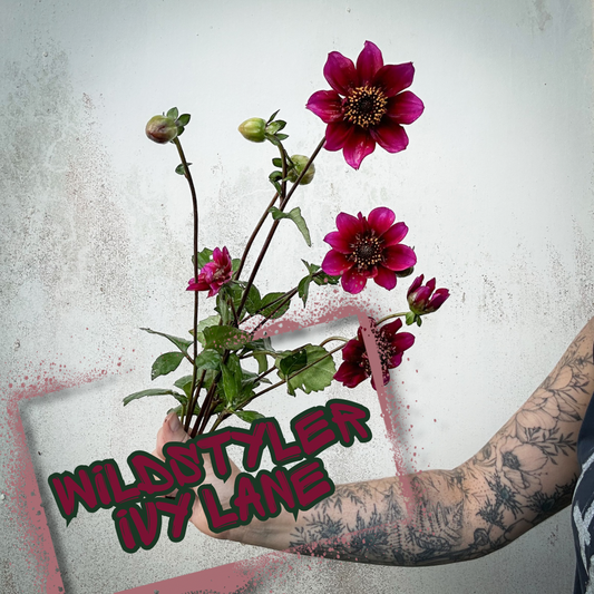 Wildstyler Ivy Lane Dahlia Tuber Clump
