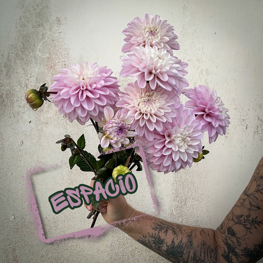 Espacio Dahlia Tuber Clump