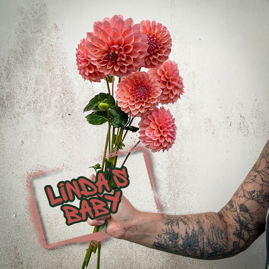 Linda's Baby Dahlia Tuber Clump