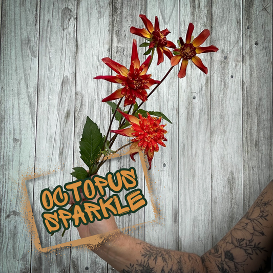 Octopus Sparkle Dahlia Tuber Single